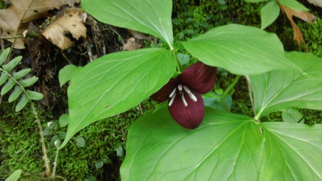 Vasey's Trillium!