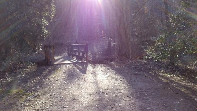Sunbeams cutting through the early morning haze.!