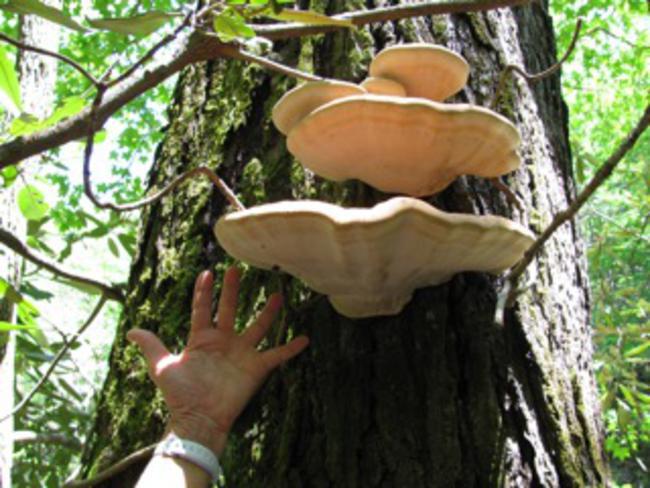 Fungus of the Week!