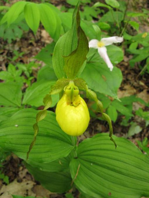 Wildflower of the week! Yellow Lady Slipper.