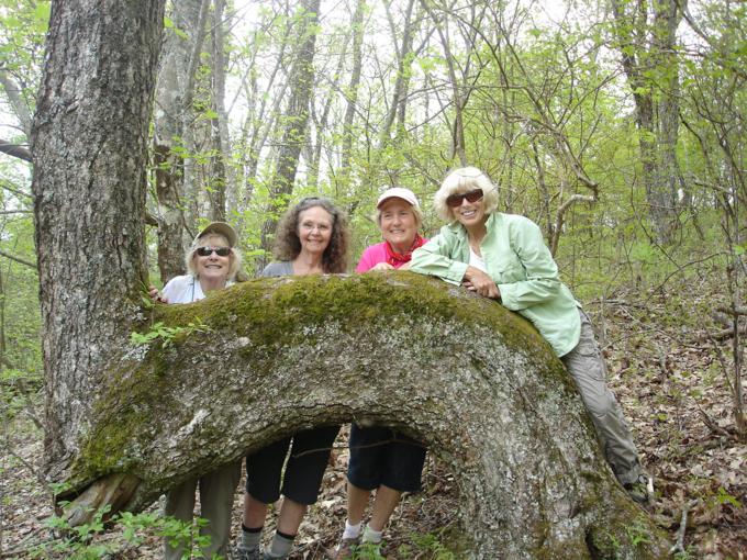 Old tree and young ladies.