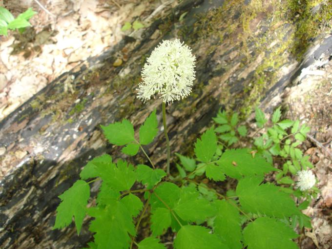 White Baneberry.