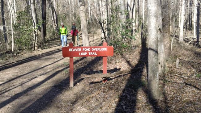 The Beaver Pond Loop leads you out to a large beaver pond with a nice elevated observation deck.