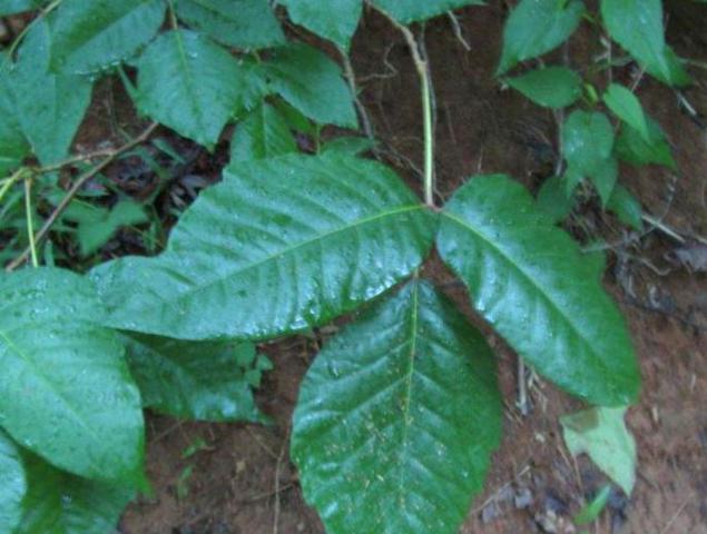 Poison Ivy is very abundant!