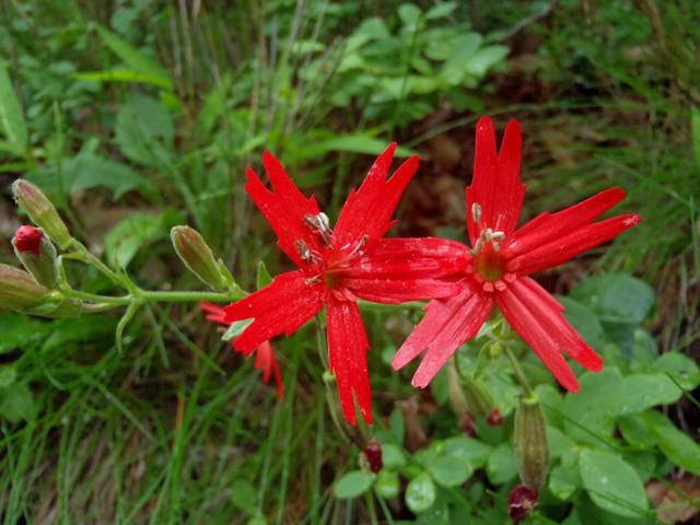Beautiful wildflower - Fire Pink (Silene virginica).