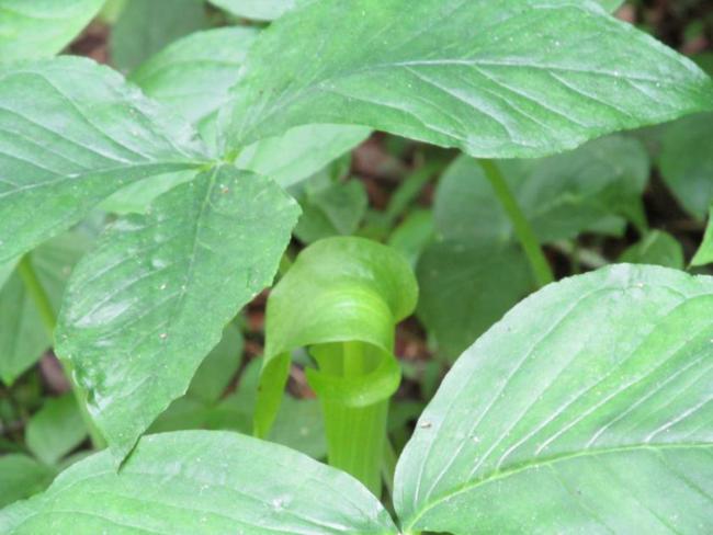 Jack-in-the-Pulpit