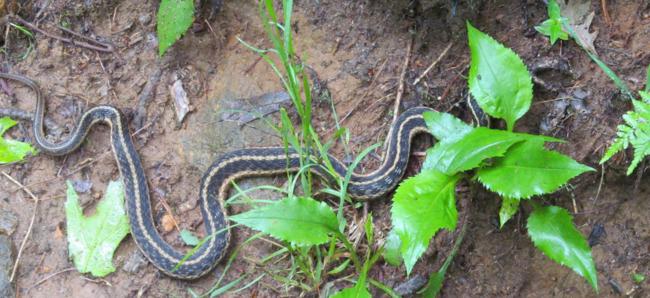 Snake of the week!