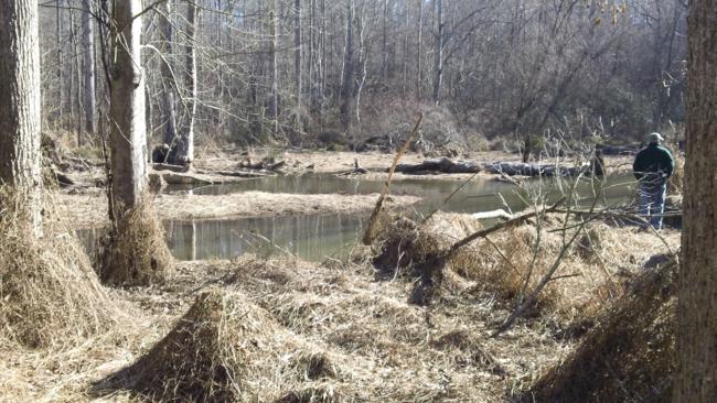The Beaver Pond.