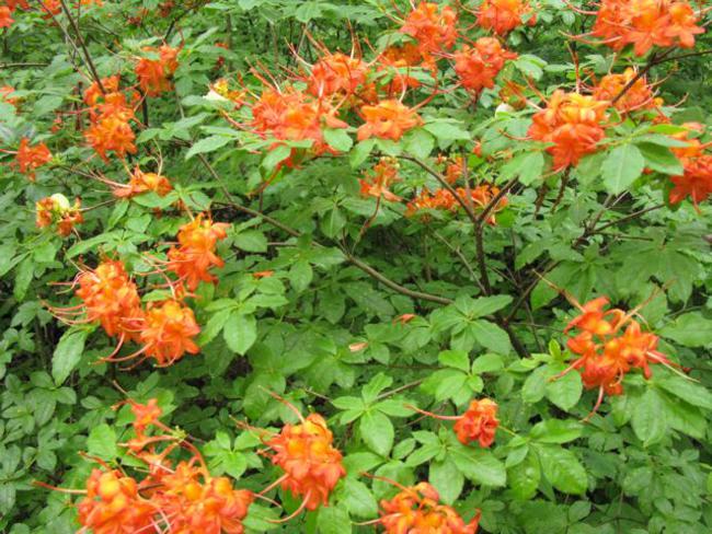 We saw lots of beautiful Flame Azaleas!