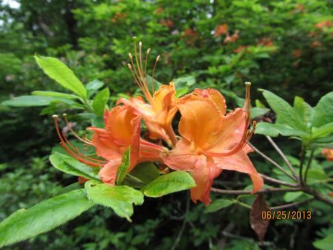 The Flame Azaleas were blooming beautifully!