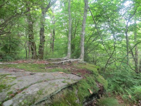 It is always amazing when we see fairly large trees growing on top of huge rock boulders!