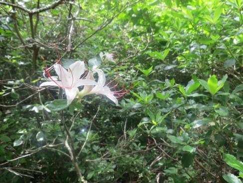 Sweet Azalea (Rhododendron aborescens).