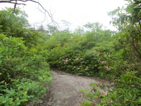 As we climb higher up Scaly Mt. the trail turns into solid rock.