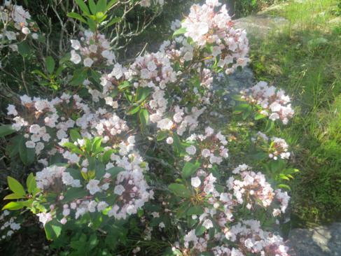 Mountain Laurel was very abundant.