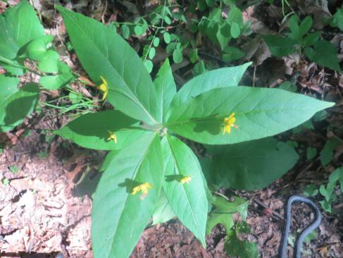Whorled Loosestrife (Lysimachia quadrifolia).