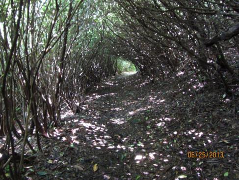 The Hickory Knut Gap Trail passes through a nice Rhododendron tunnel.