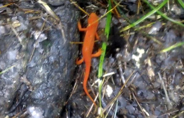 Salamander of the week!