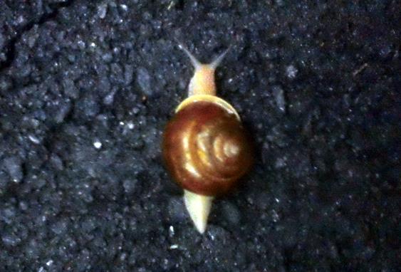 Snail of the week!