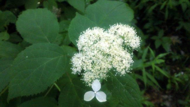 Wild Hydrangeas were in full bloom all along the trail.
