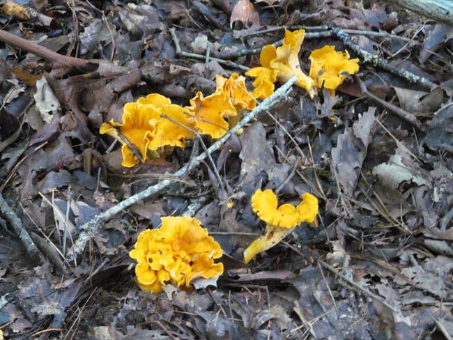 Fungus of the week!