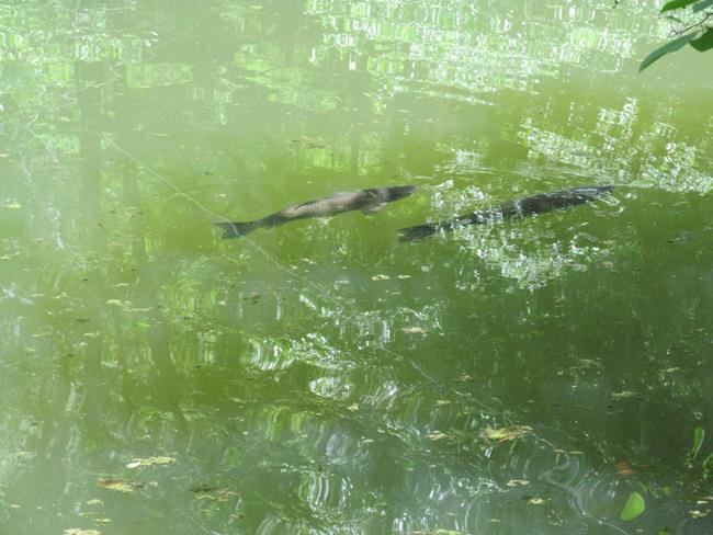 A couple of nice trout!