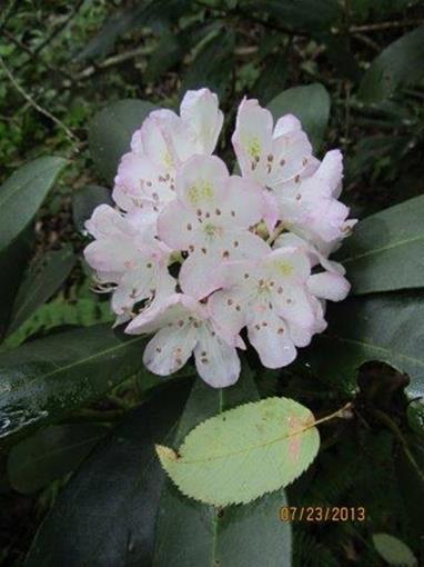 Rosebay Rhododendron