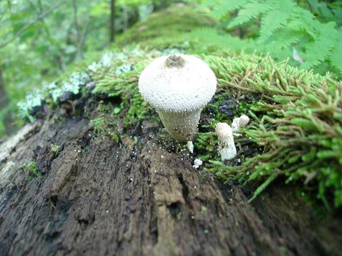Mushroom of the week!
