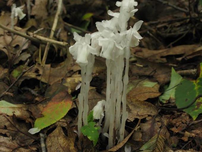 Indian Pipes were plentiful.