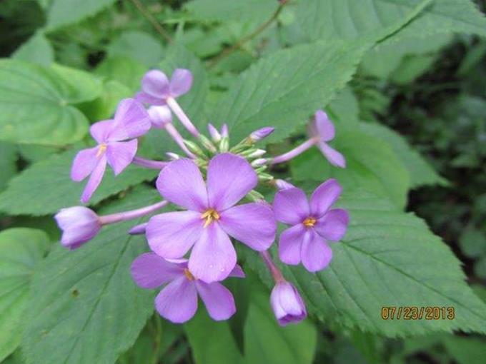 Downy Phlox