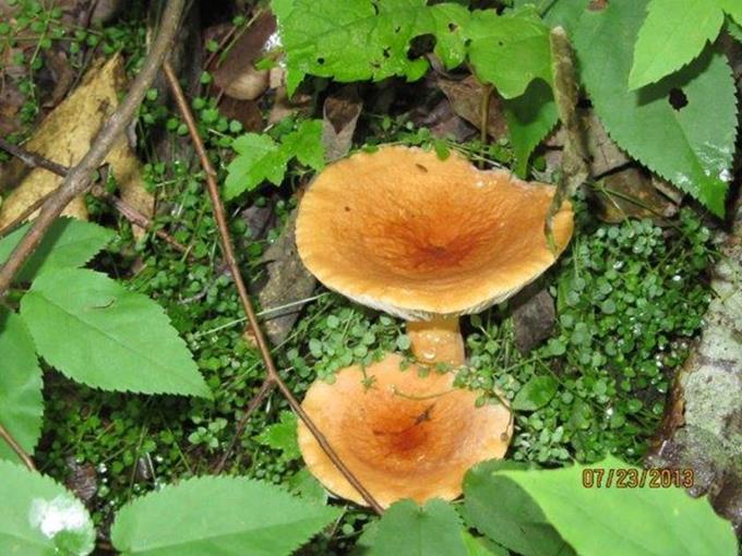 A great day for mushrooms!