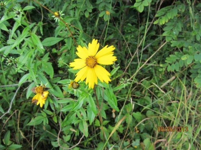 Always lots of wildflowers on this trail! Lance-leaved Coreopsis