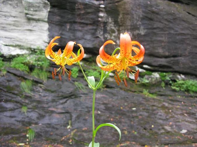 Beautiful Turk's Cap Lilies!