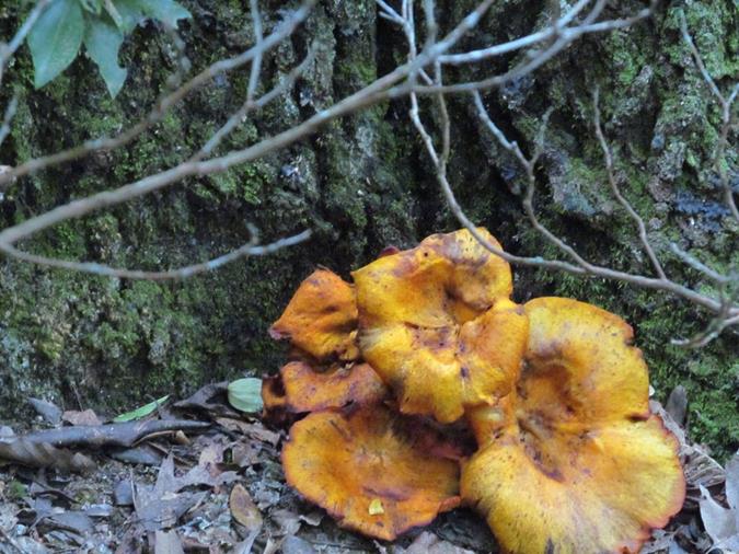 Fungus of the Week!