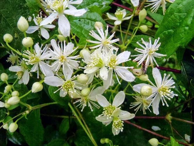 We saw lots of Virgin's Bower Clematis along the trail.