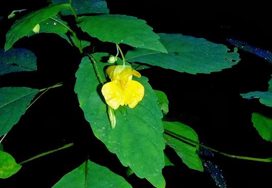 A good day for wildflowers : Pale Jewelweed.