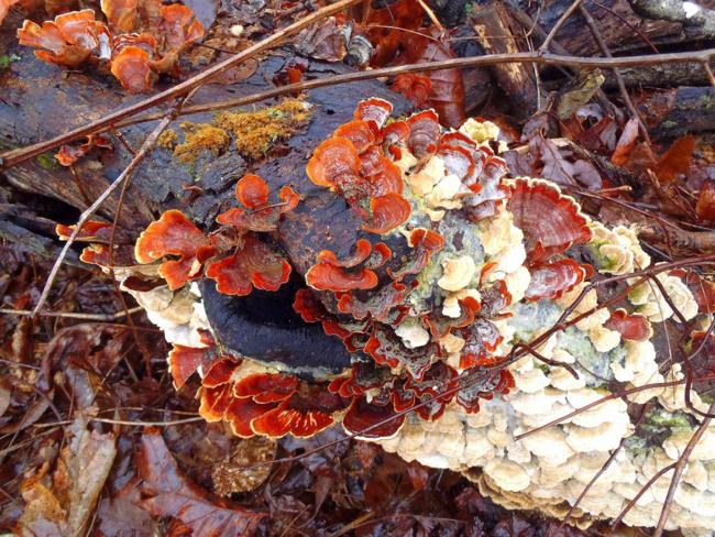 Fungus of the week!