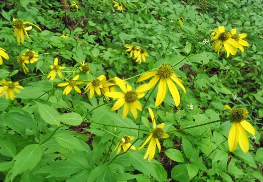 Green-headed Coneflowers