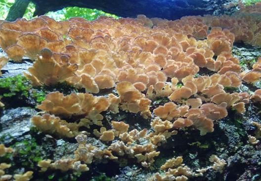 Fungus of the Week!