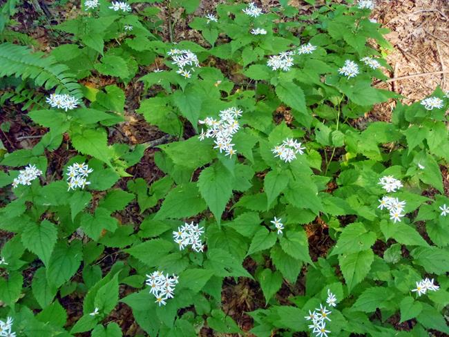 Nice group of White Asters!