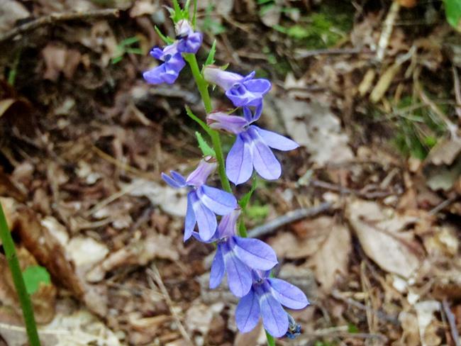 Blue Lobelia