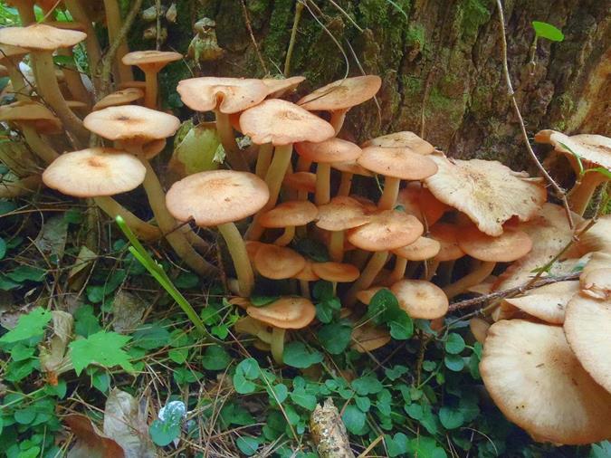 Mushrooms of the Week!