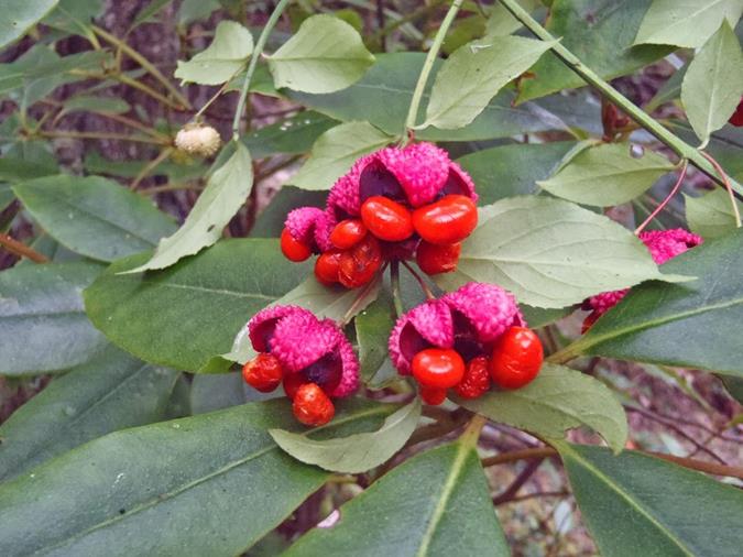 American Euonymus, Hearts-a-burstin a.k.a. Strawberry Bush.
