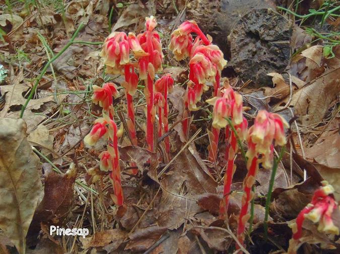 A nice colony of Pinesap.