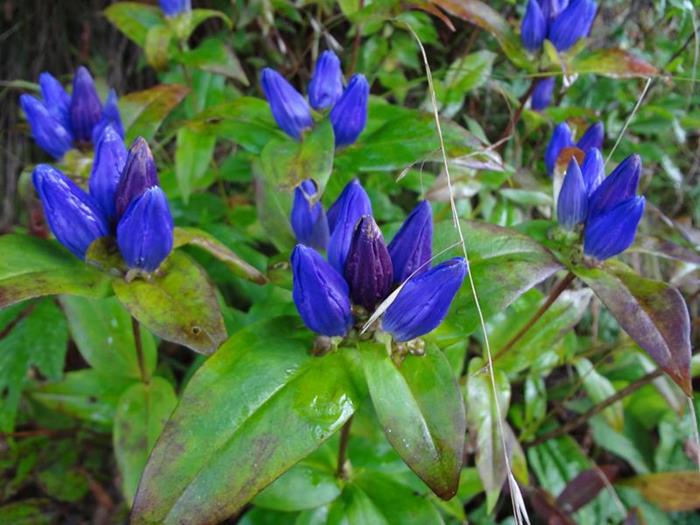 We see lots of late summer wildflowers. Bottle Gentian!