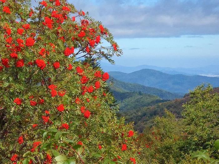 We saw lots of berry-loaded Mountain Ash Trees!