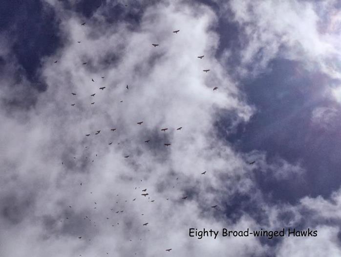 Amazing site today as we saw hundreds of Broad-winged Hawks migrating.