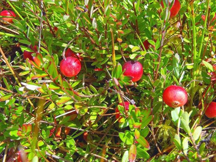 We found these Bog Cranberries on the Ivestor Gap Trail!