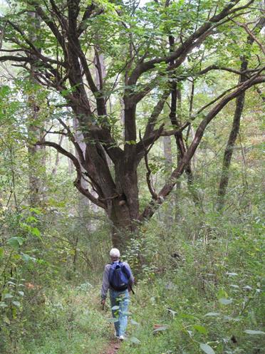 Beautiful old tree at the homesite!