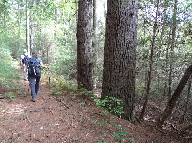 We pass by some giant White Pines.
