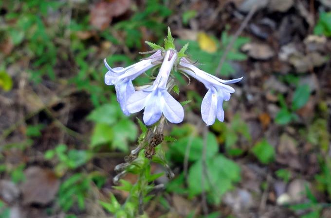 Blue Lobelias were blooming all along the trail today.